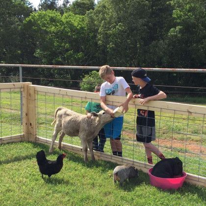 A petting zoo in Nacogdoches TX at Pine Top Stables and Grounds