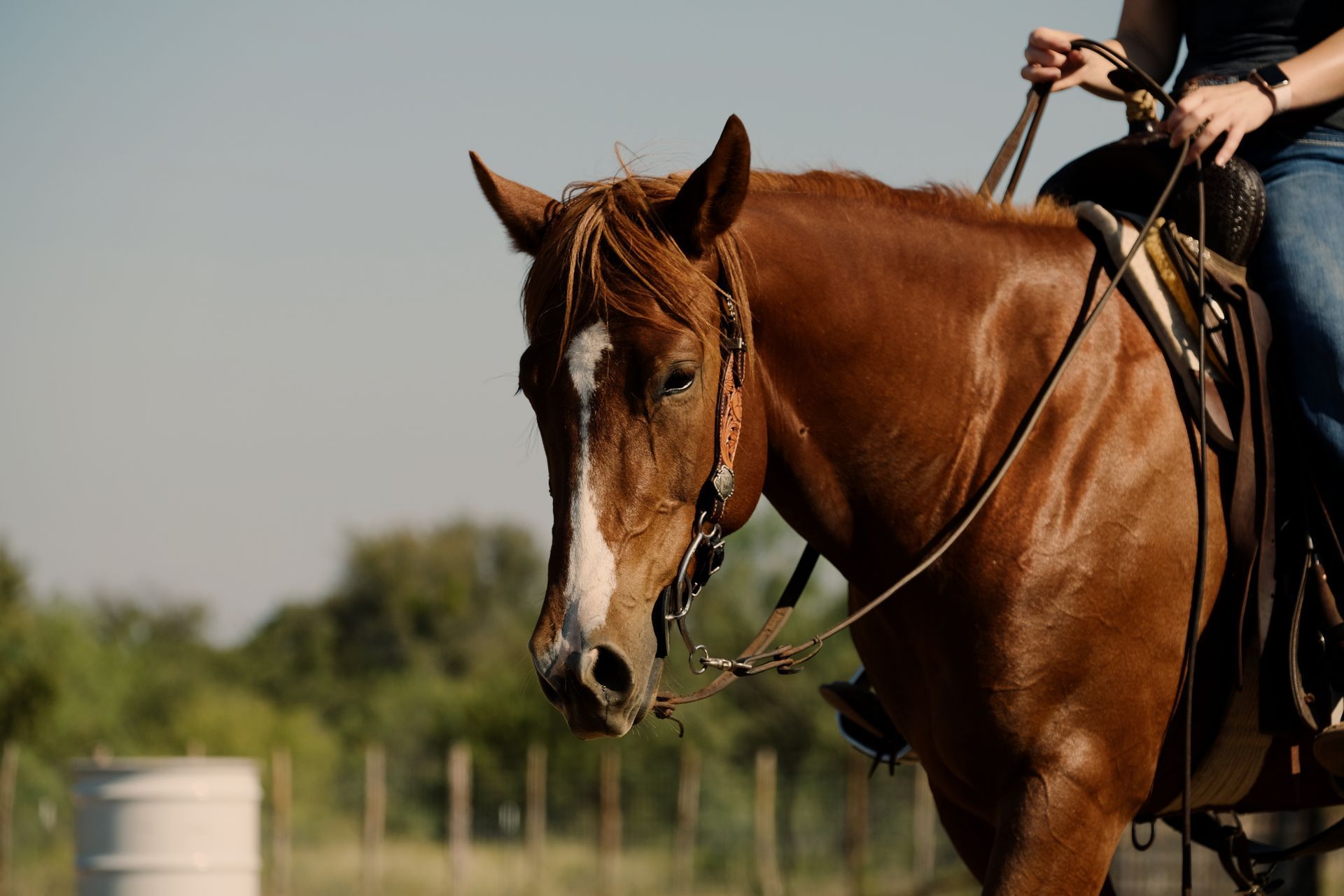 For Western riding lessons in Nacogdoches TX in Pine Top Stables and Grounds