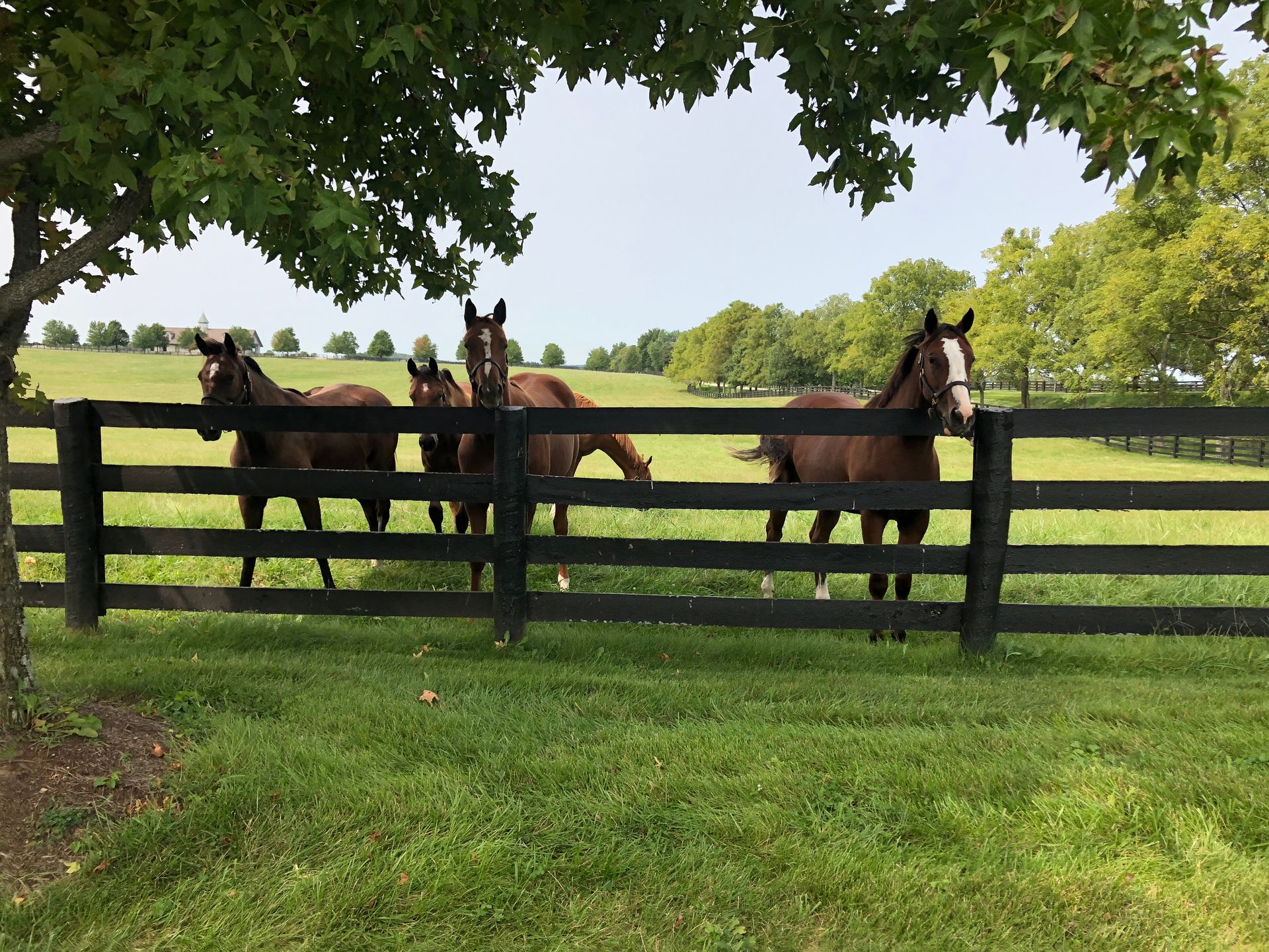 For horse boarding in Nacogdoches TX in Pine Top Stables and Grounds