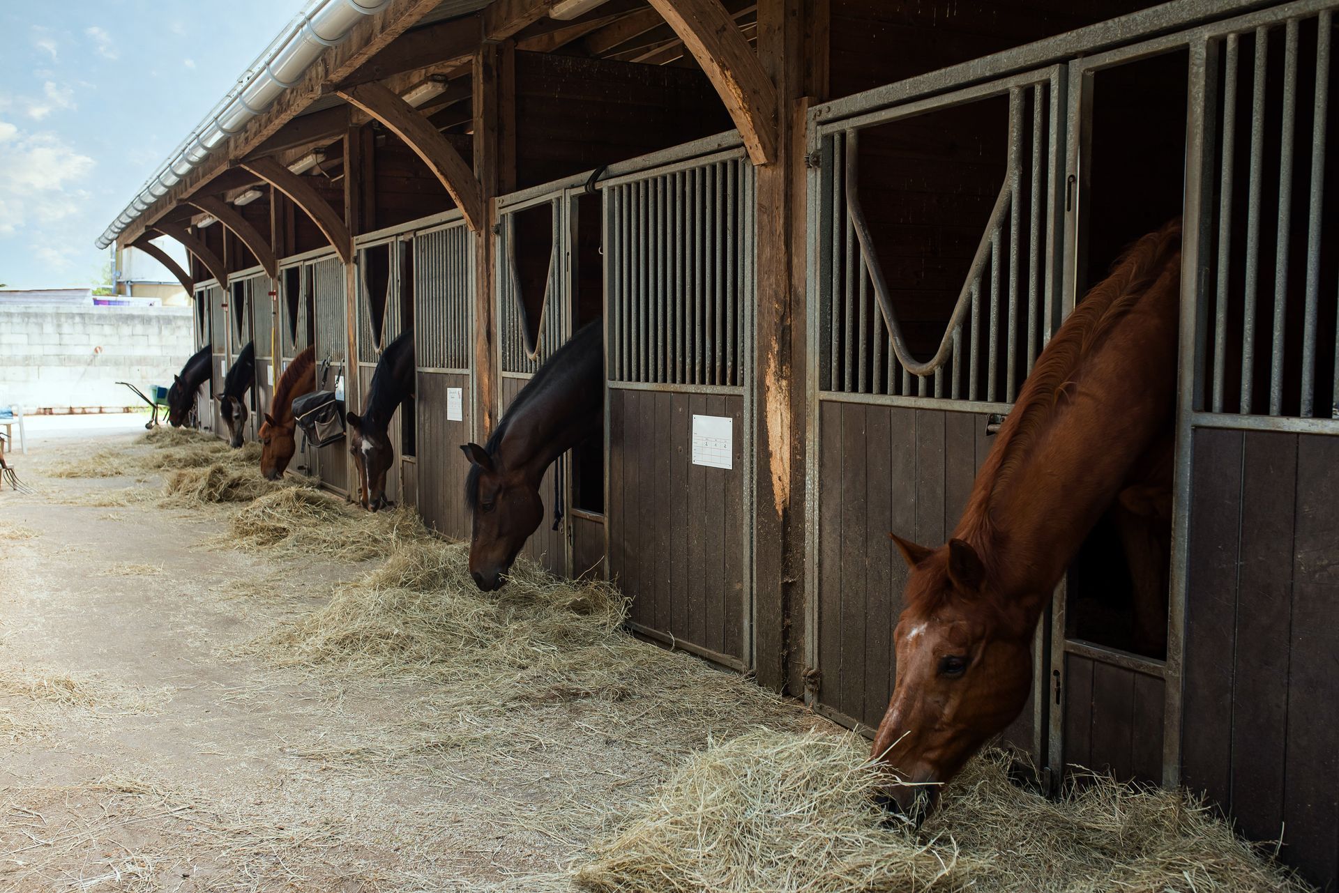 For horse hotels in Nacogdoches TX in Pine Top Stables and Grounds