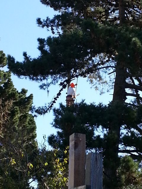Man Cutting Tall Tree | Pacific Grove, CA | Nonella's Tree Service