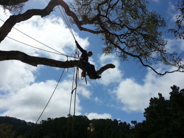 Worker Using Harness Above the Tree | Pacific Grove, CA | Nonella's Tree Service