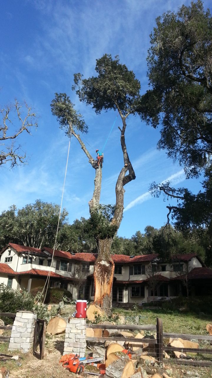 Worker Above the Tree Using Chainsaw | Pacific Grove, CA | Nonella's Tree Service