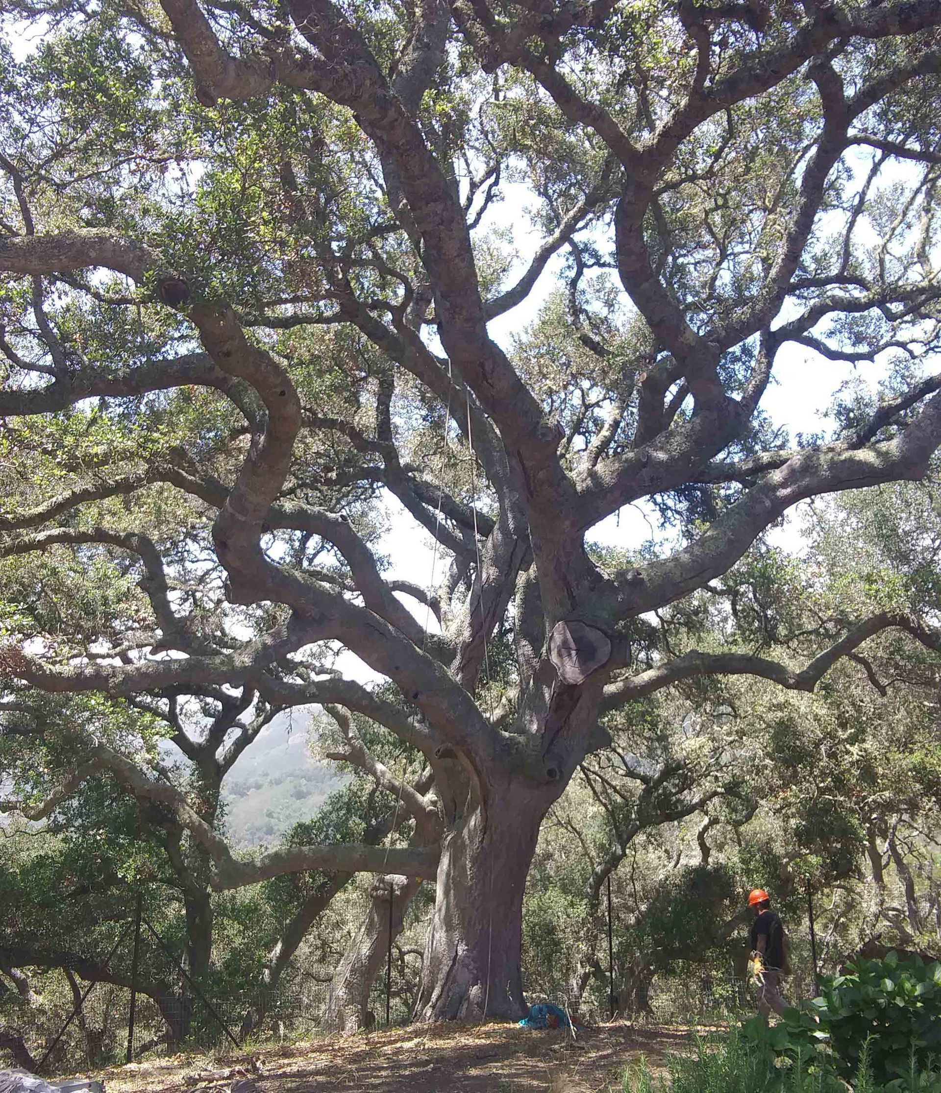 Large Tree Branch | Pacific Grove, CA | Nonella's Tree Service