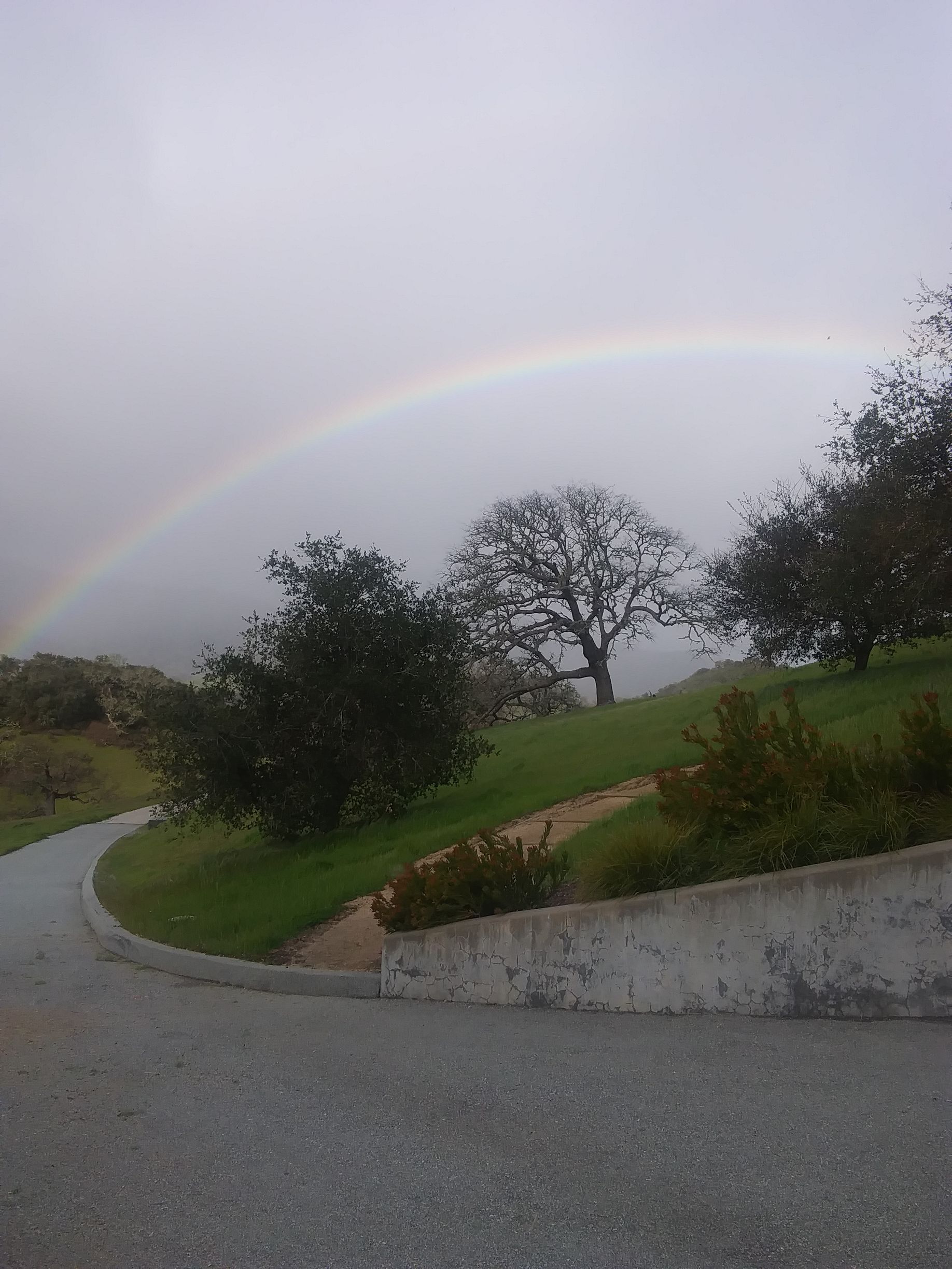 Large Tree Under Rainbow | Pacific Grove, CA | Nonella's Tree Service