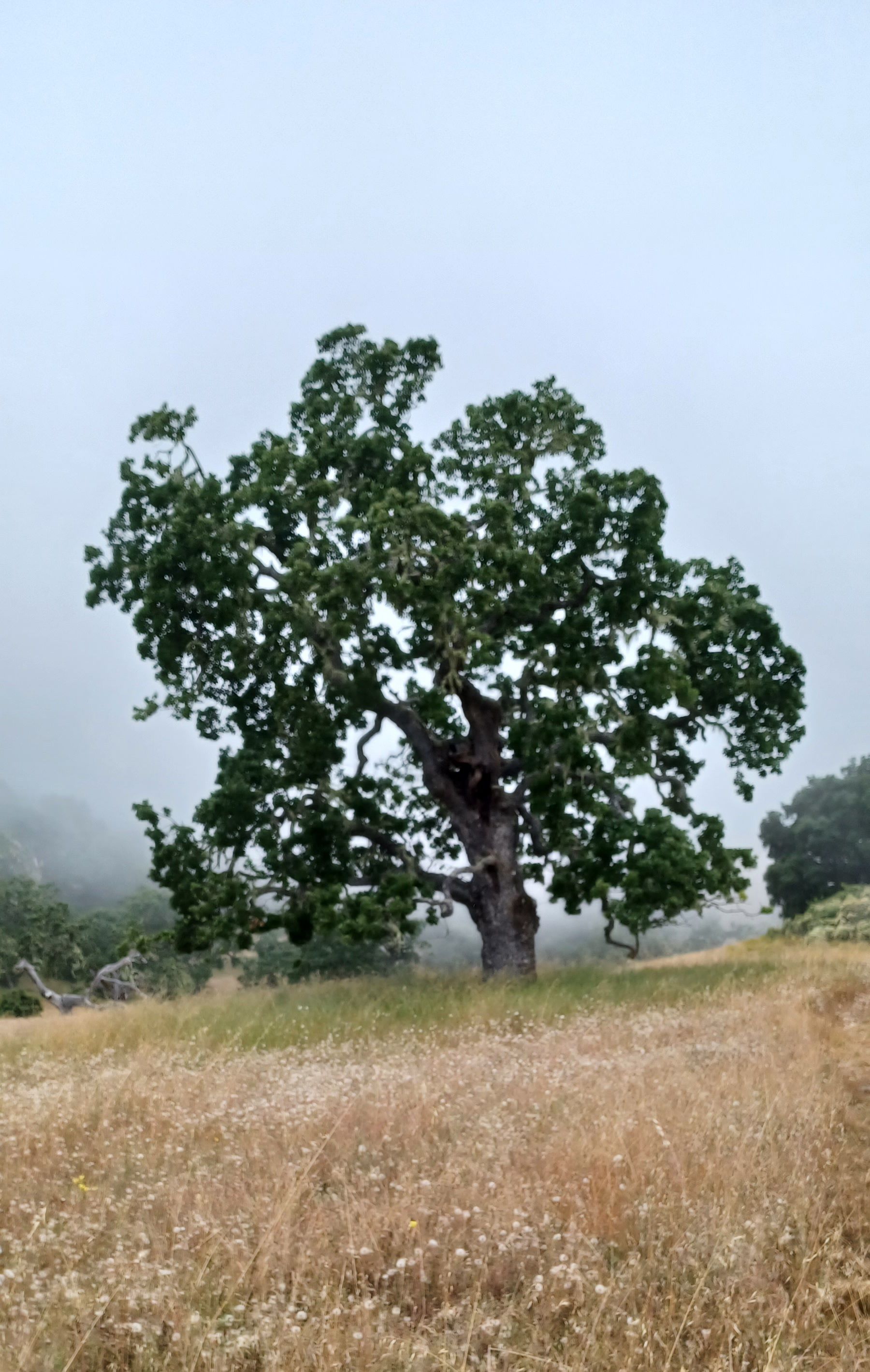 Large Tree | Pacific Grove, CA | Nonella's Tree Service