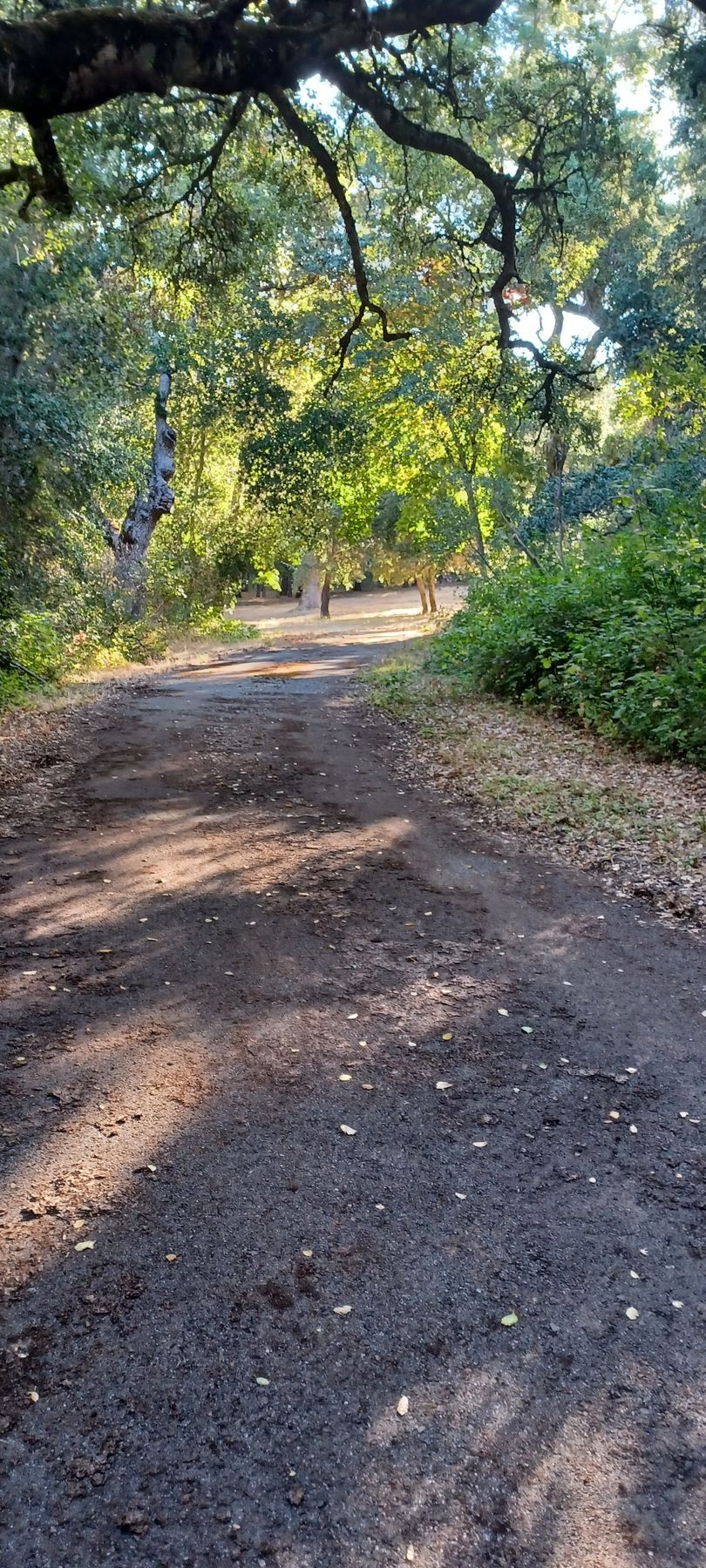 Tree Clearing | Pacific Grove, CA | Nonella's Tree Service