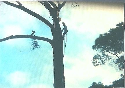 Worker Climbing Tree | Pacific Grove, CA | Nonella's Tree Service