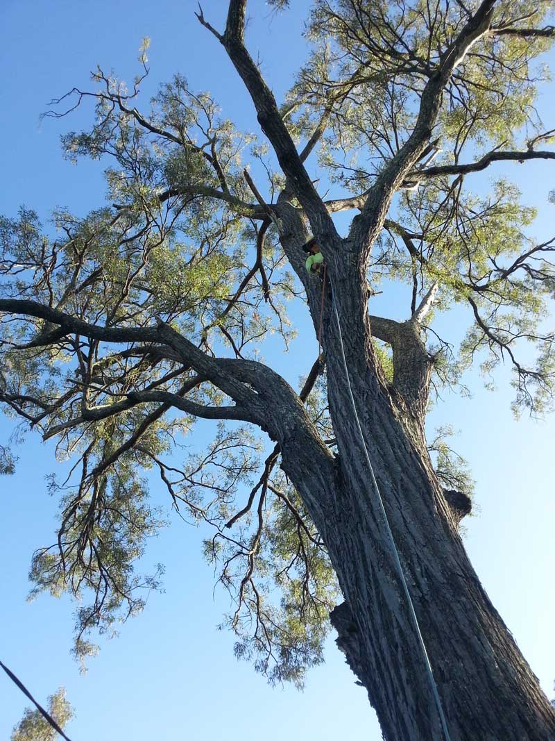 Large old tree —  Arborists in the Lockyer Valley, QLD