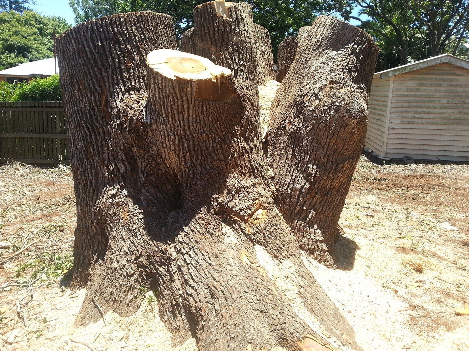Removing Tree in Progress - Stump Grinding in the Lockyer Valley, QLD