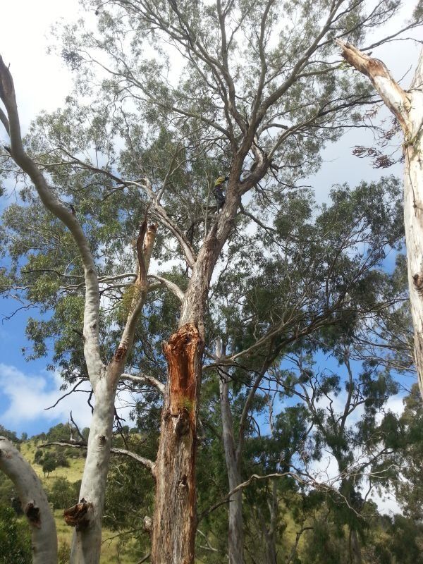 Big and Tall Tree - Tree Maintenance in the Lockyer Valley, QLD