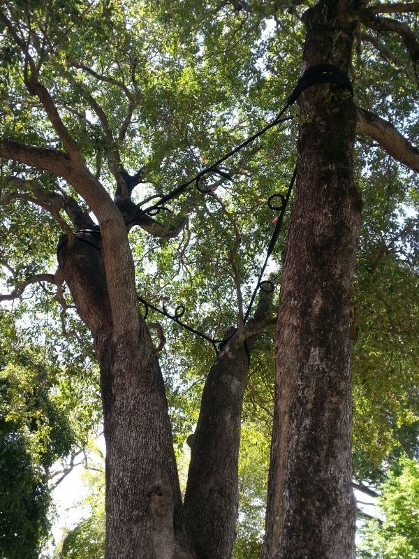 Tree with Rope Support- Arborists in the Lockyer Valley, QLD