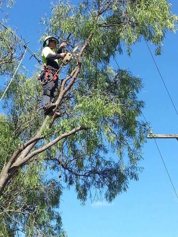Man Cutting Tree Trunk - Arborists in the Lockyer Valley, QLD