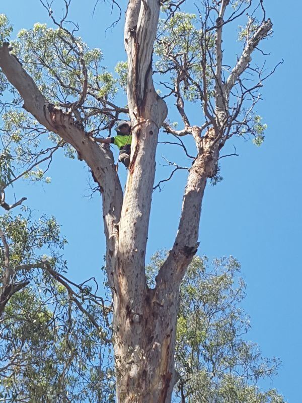 Professional Arborist on Top of the Tree - Arborists in the Lockyer Valley, QLD