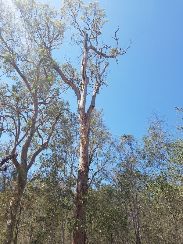 Tall Tree - Arborists in the Lockyer Valley, QLD