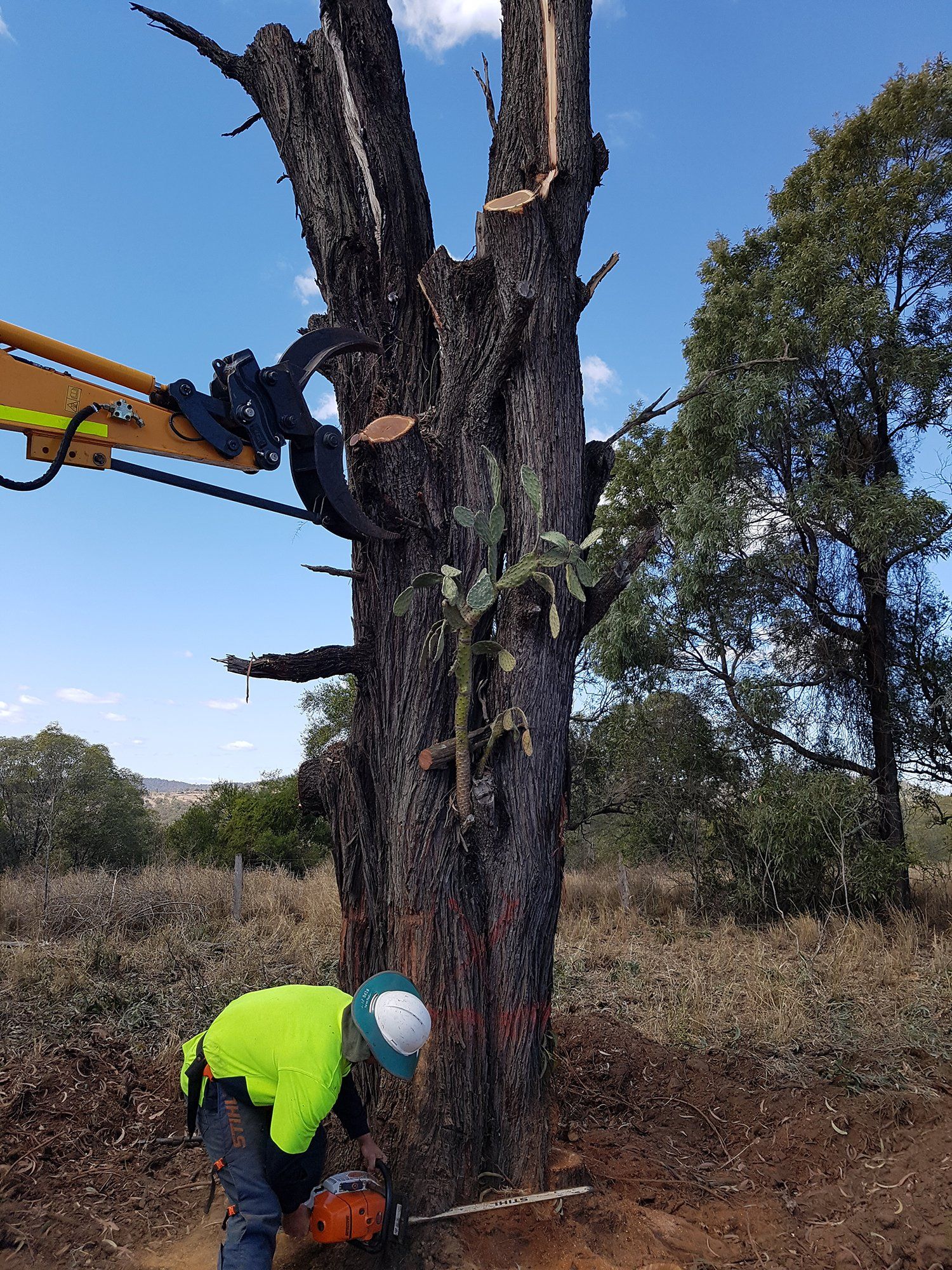 Professional Arborist on the Tree with Truck Support - Arborists in the Lockyer Valley, QLD