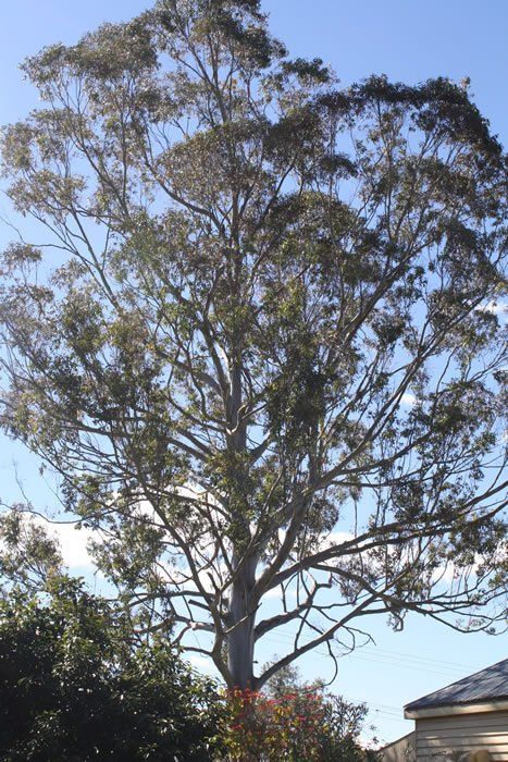 Huge Tree with Lots of Branches- Arborists in the Lockyer Valley, QLD