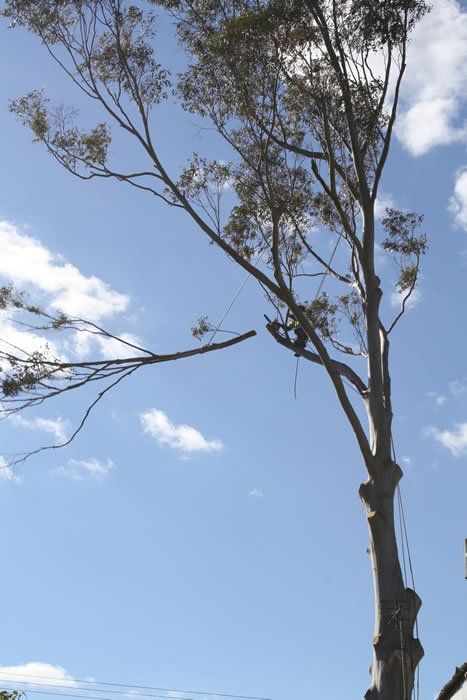 Cutting Down the Tree in Progress- Arborists in the Lockyer Valley, QLD