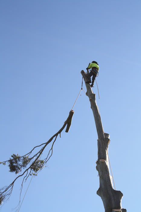 Man Cutting Down the Tree- Arborists in the Lockyer Valley, QLD