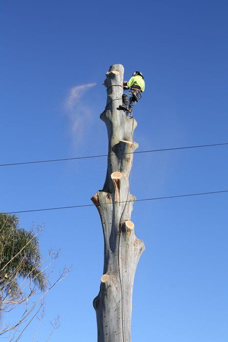Man on the Top of the Cutted Tree - Arborists Near Me in Australia, QLD