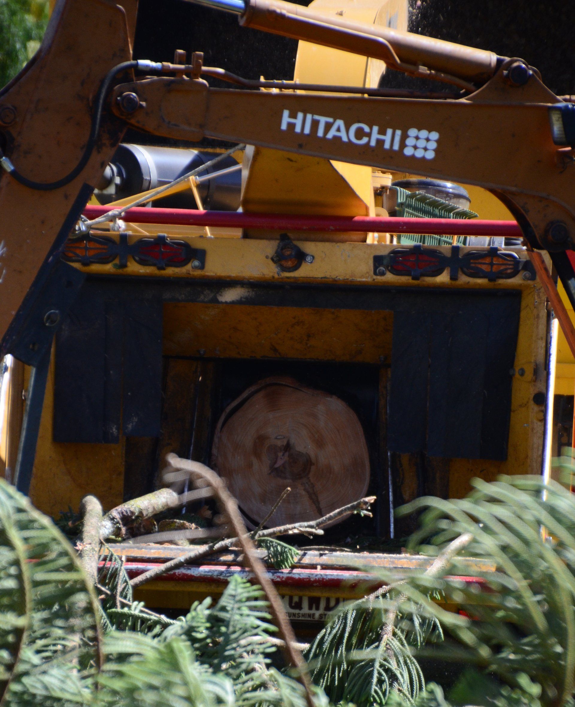 Man Climbing Big Tree - Mulching in the Lockyer Valley, QLD