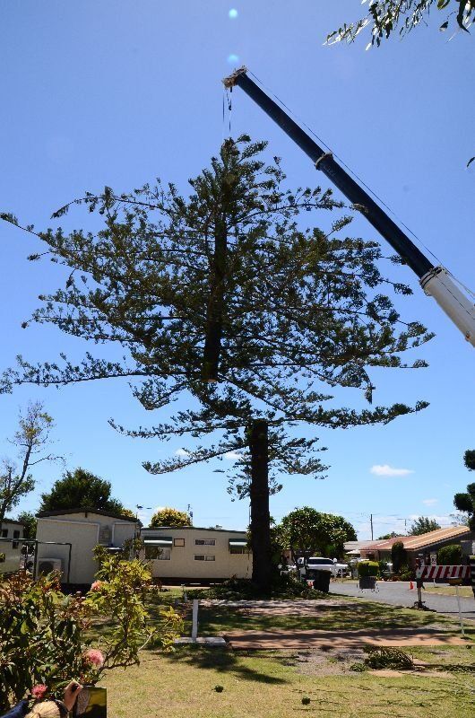 Lifting Cutted Tree - Arborists in the Lockyer Valley, QLD