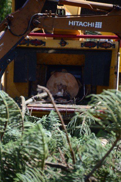 Mulching Tree in Progress - Arborists in Toowoomba, QLD