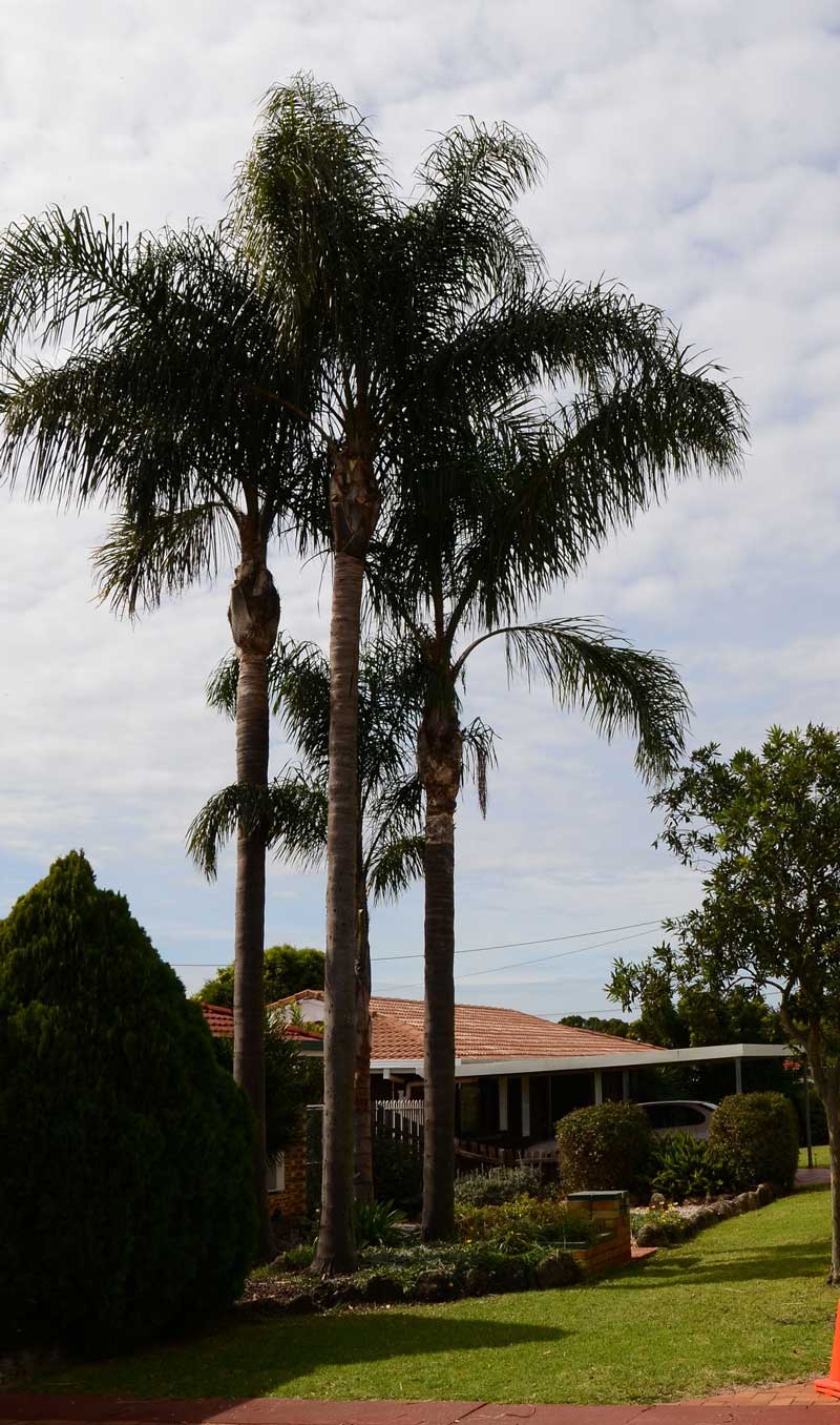 Tall palm trees —  Arborists in the Lockyer Valley, QLD