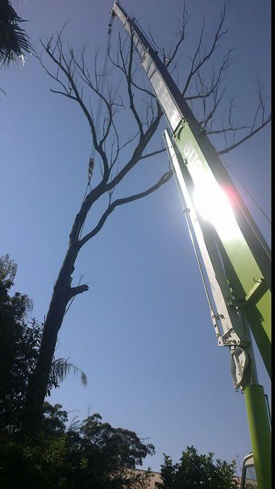 Removing Dead Tree - Arborists in the Lockyer Valley, QLD