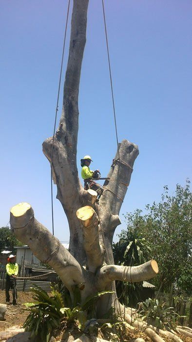 Arborists in a Big Tree- Arborists in the Lockyer Valley, QLD