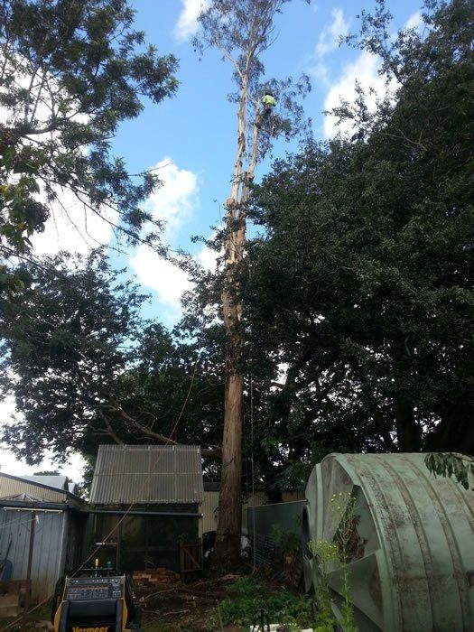 Tall Tree in the Middle of the Houses- Arborists in the Lockyer Valley, QLD