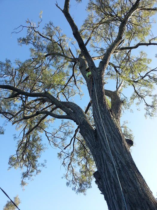 Man Climb on the Tree  - Arborists in the Lockyer Valley, QLD