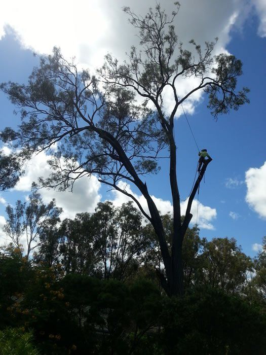 Tree Cutting in Progress  - Arborists in the Lockyer Valley, QLD