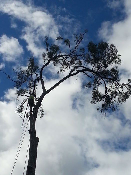 Man Climbing Huge Tree - Arborists in the Lockyer Valley, QLD