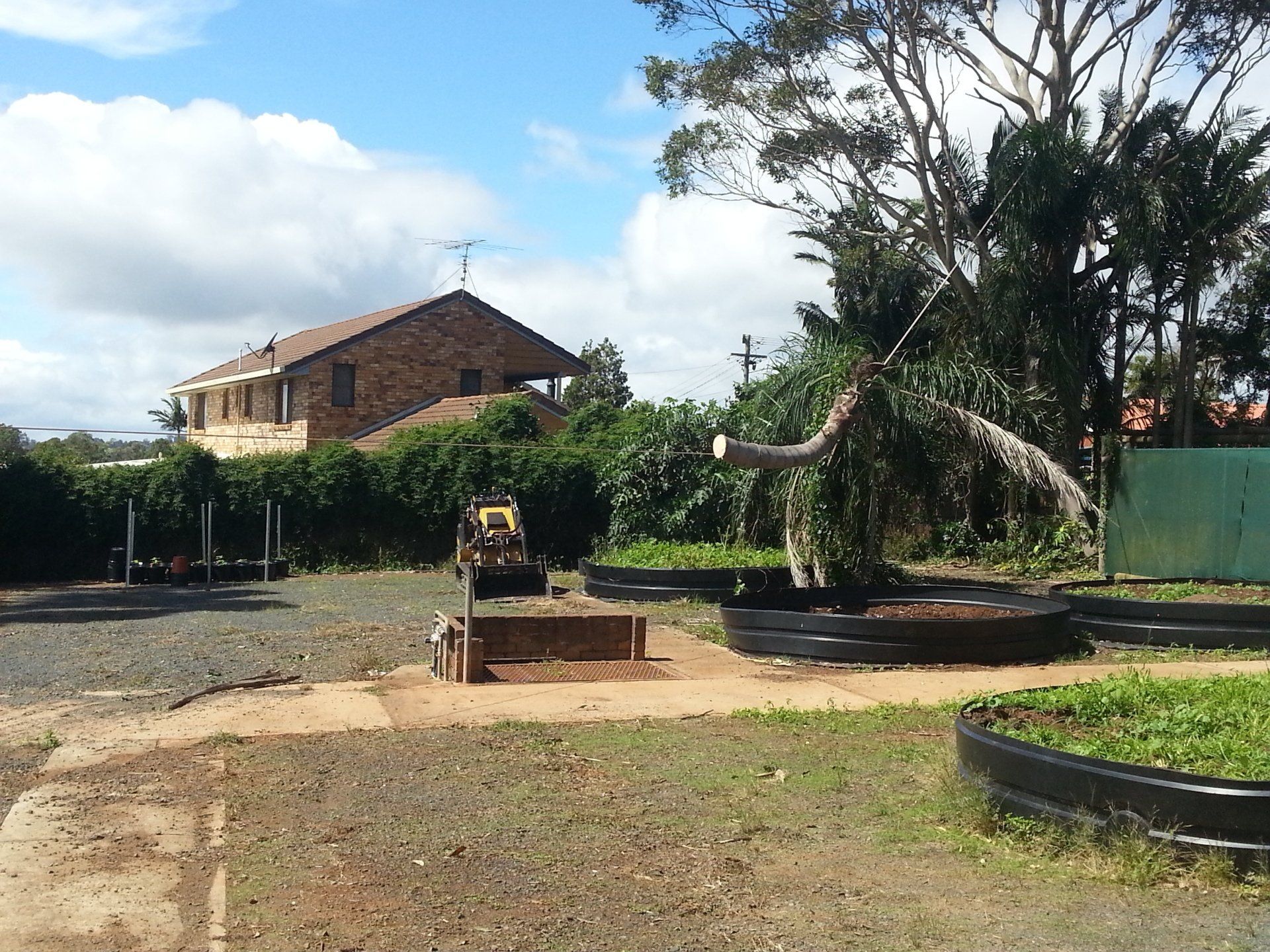 Palm Cleaning in the Lockyer Valley, QLD