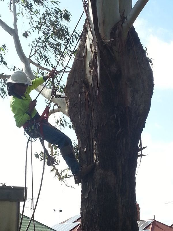 Professional Arborists Climbing Tree- Arborists in the Lockyer Valley, QLD