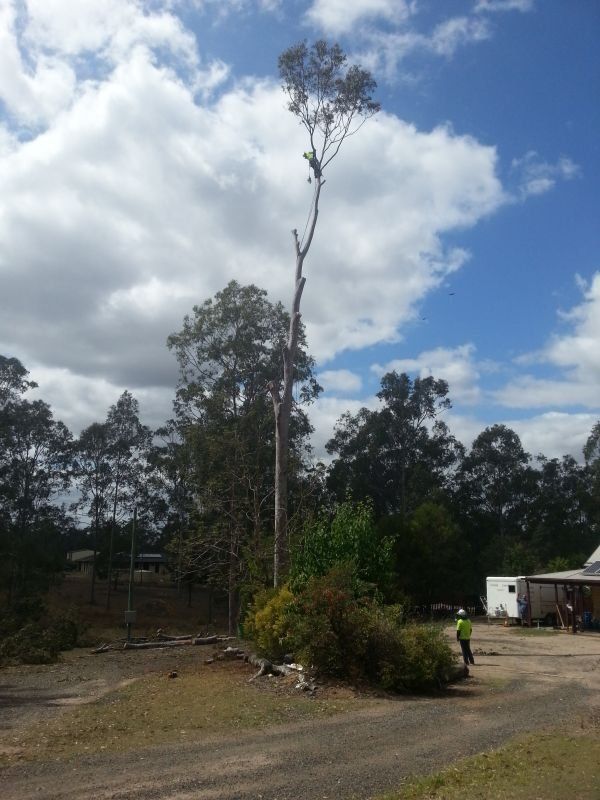 Tree Removing in Progress  - Arborists in the Lockyer Valley, QLD