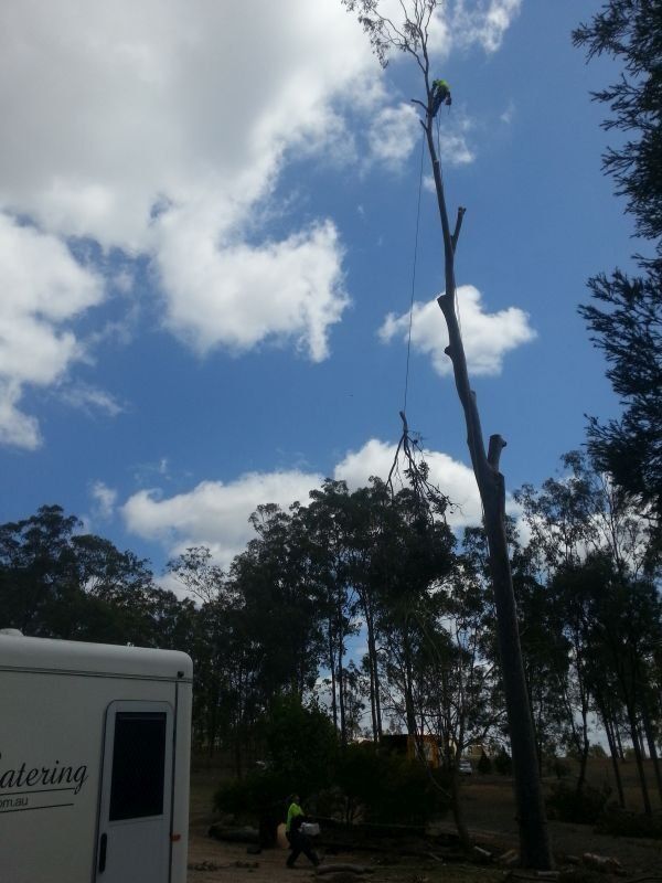 Tree Removal in Progress  - Arborists in the Lockyer Valley, QLD