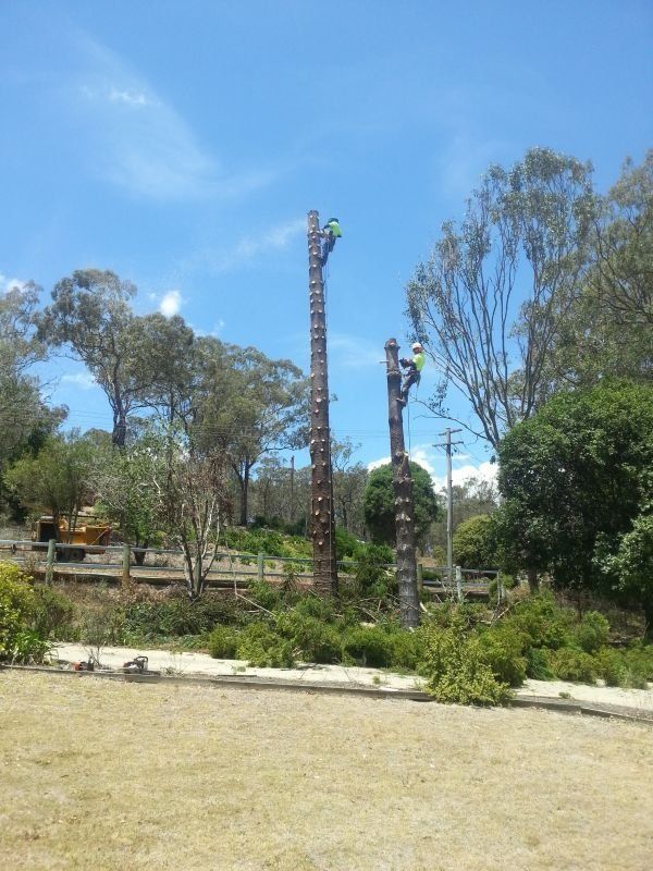 Two Arborist Doing Tree Removal - Arborists in the Lockyer Valley, QLD