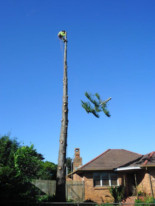 Arborist Cut Down the Tree - Arborists in the Lockyer Valley, QLD