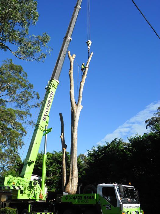 Tree Cutting in Progress 2  - Arborists in the Lockyer Valley, QLD