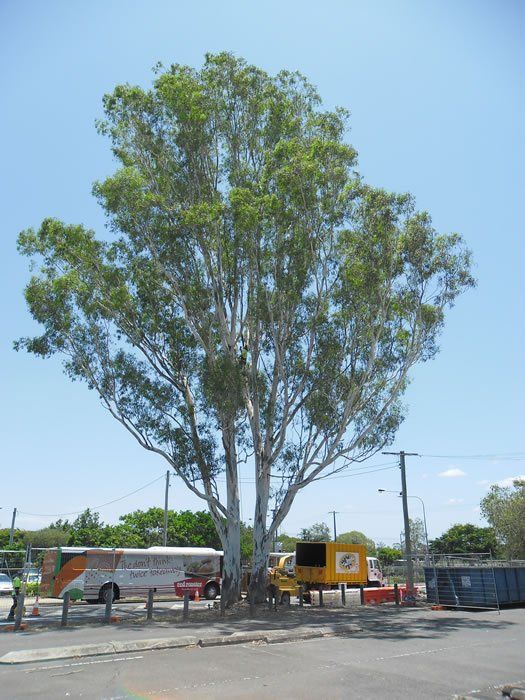 Huge Tree in the Parking Lot  - Arborists in the Lockyer Valley, QLD