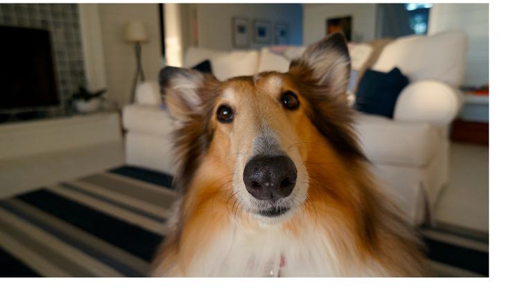 A collie dog looking at the camera in a living room