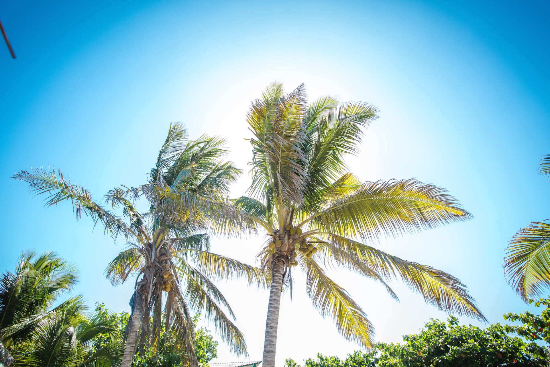 Palm Trees at Tofo Beach