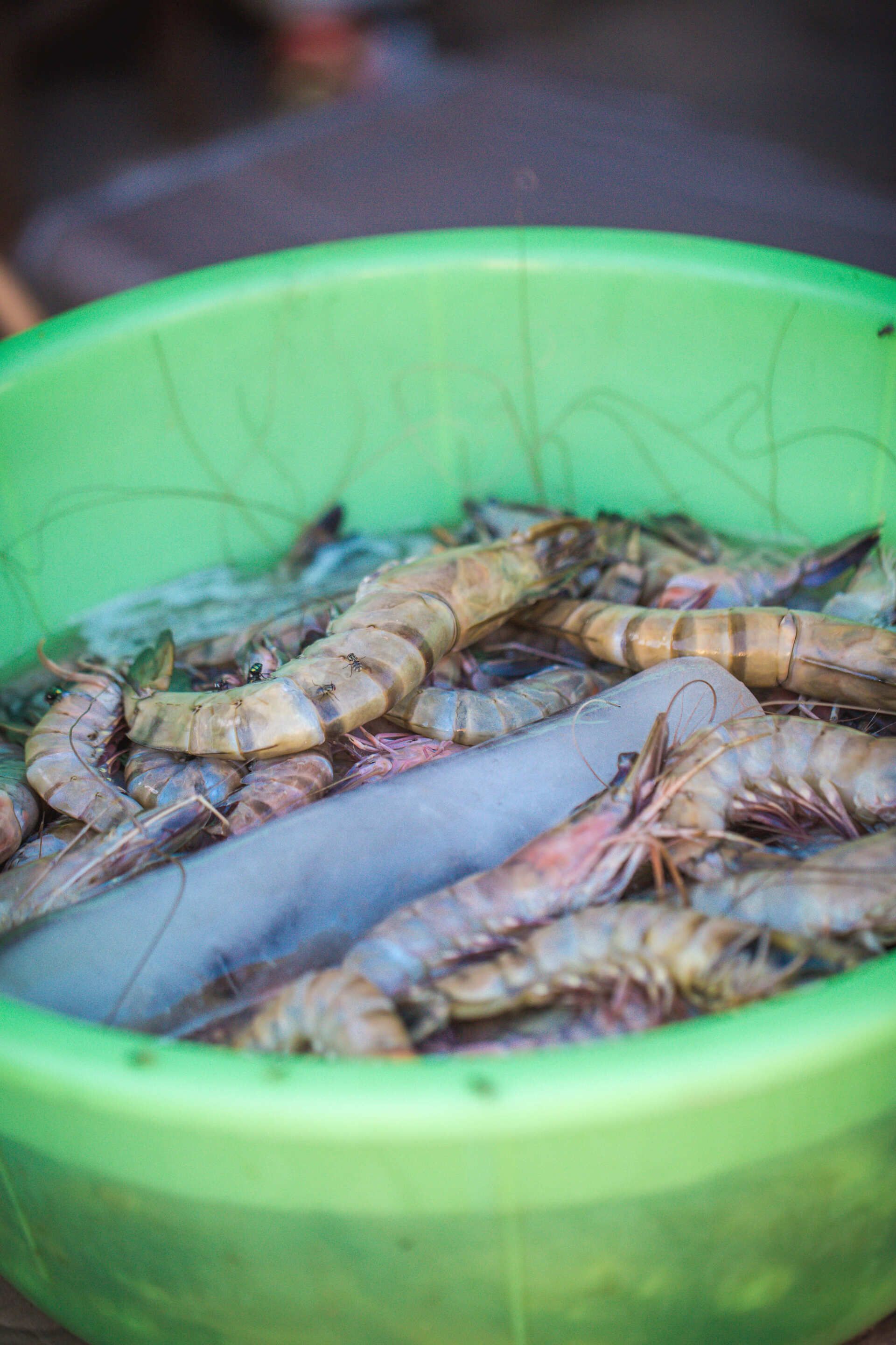 fresh prawn for sale at tofo market