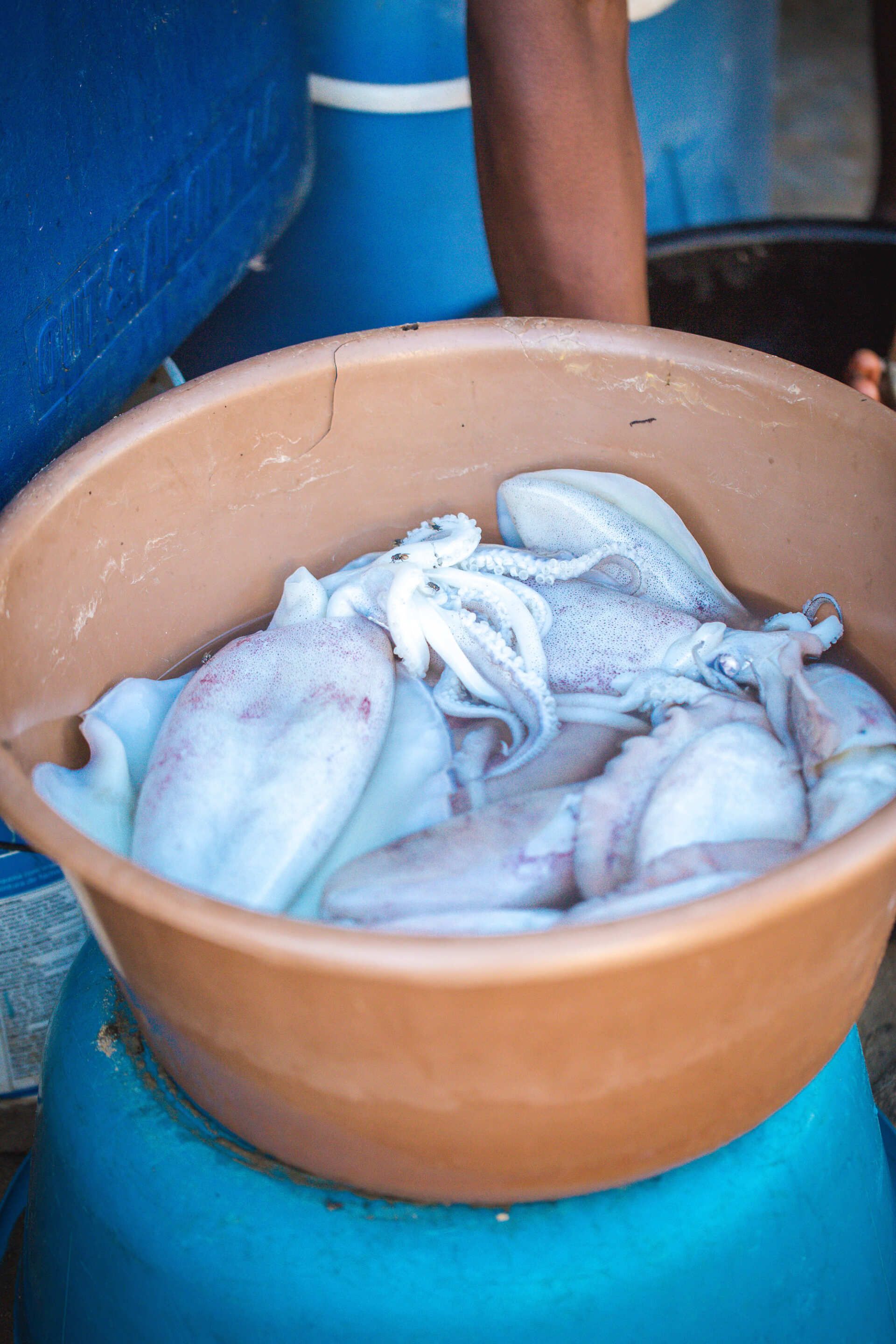 Calamari for sale at the market in Tofo