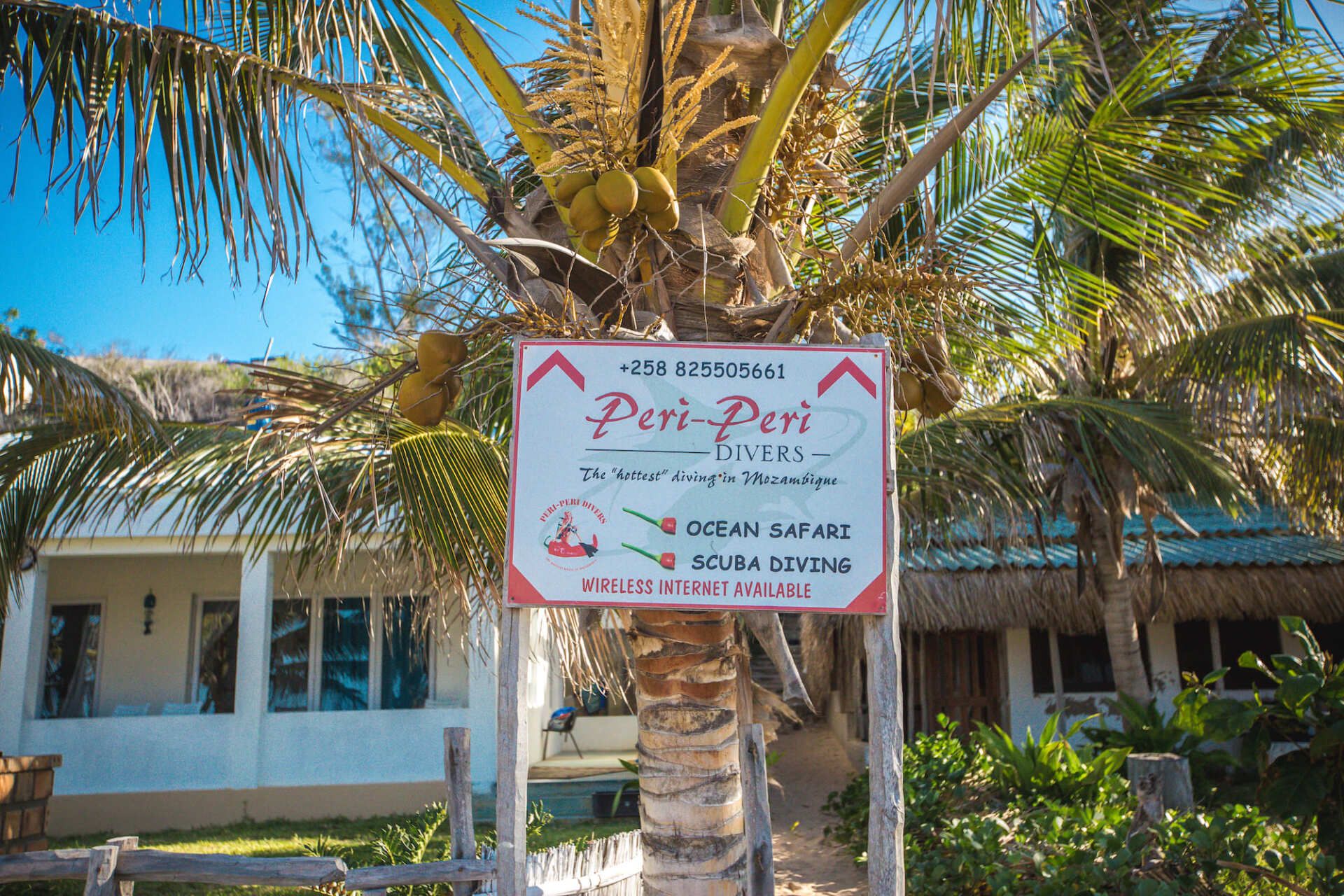 Peri peri divers in tofo mozambique