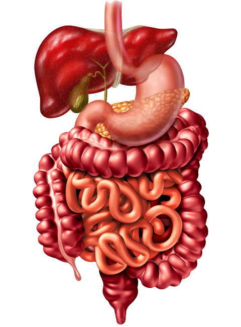 GASTROENTEROLOGIA