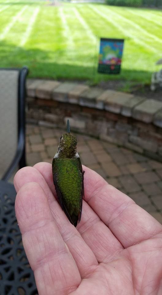 Bird On Hand — Fort Wayne, IN — Adams Landscape Management Inc