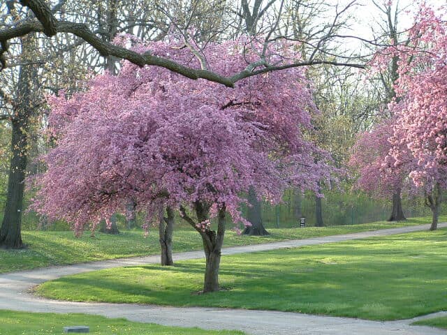 Beautiful Tree — Fort Wayne, IN — Adams Landscape Management Inc